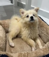 Maltese puppy 3 month