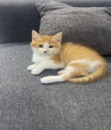 persian/british short