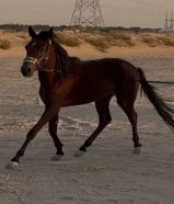 للبيع فلو انقليزي