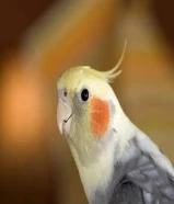 مطلوب كروان