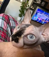 للبيع قطه سفينكس الفرعوني مميزه ( نثيه )