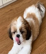 Sales Puppy ShihTzu