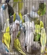 للبيع 23 طير حب بادجي الحبه على دنيارين والجمله سعر خاص