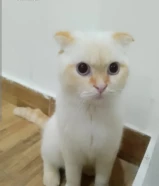 سكوتش فولد بيور