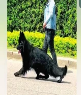 مندوب توصيل كلاب