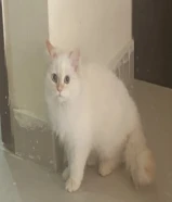 شيرازى بيور للبيع عمر 4 شهور ل اللون ابيض العيون ازرق