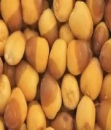 رطب خلاص روتانا