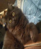 قطط للبيع Cats for sale شيرازي هيمالايا قطط للبيع Cats for sale شيرازي هيمالايا قطط للبيع Cats for s