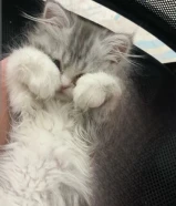 للبيع قطوه