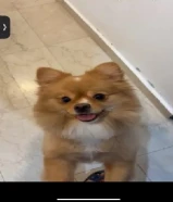 للبيع كلبه بومرينيان نثيه عمرها سنه ونص