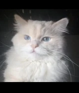 قط شيرازي للتبني مجانا ذكر العمر سنة ونصف