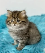 كيتن برتش لونغ هير