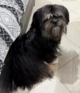 مستورد. أوربا سلالته بيور عنده بسبور واخد جميع التحصينات مدرب