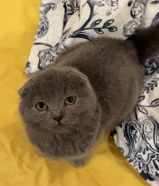 كيتن سكوتش فولد