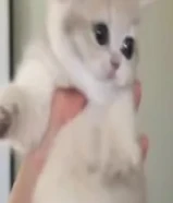 بيع بسعر معقول ويكون عمرها شهرين نفس الي بالصوره