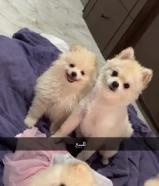 بومرينيان بيور مع وجود دفتر تطعيمات