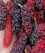 رسيفر بي اوت بنسخه ابل للبيع