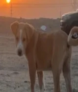 جلب لتبني نوهدع مكس متطعم نظيف العمر شهرين