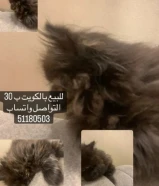 لعووووب وحنوننن حيللل ويحب ينام بالحضن