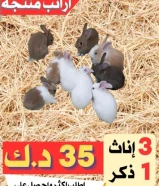 ارانب للبيع - الوان و احجام مميزة - جميع الاعمار