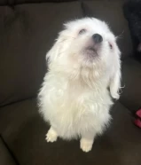 KWDكلب مالتيز للبيع العمر شهرين بسعر مناسب Maltese dog for sale, two months old, at a reasonable price