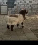 ** طلي نعيمي **