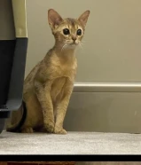 قطط حبش abyssinia للبيع