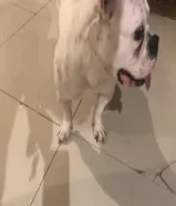 american bully