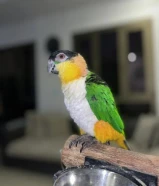 كايك بلا هد ربوه black head caique
