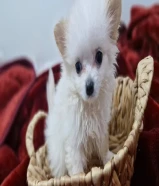 للبيع جراوة بوميريان