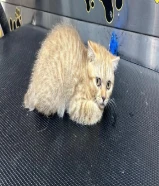 قطة للتبني 4 شهور