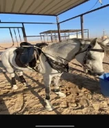 حفيد ان كي قسوره