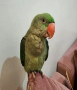 ببغاء بيبي متوه نيبالي alexandrine parrot