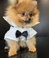 Adorable teacup Pomeranian 7 months DM for more info