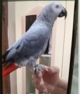 250 دينارللبيع كاسكو فلربوه كثير الكلام هولندي مسجل صحه نظافه مشروط