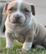 Pitbull puppies