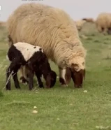 بيع وشراء جمله و مفرد