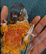 كنيور قرين شك