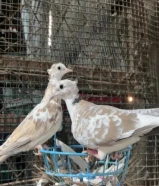 البيع (حمام يا كريم) ع السوم منتجين