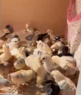 صيصان دجاج عربي و عراقي