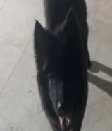 للبيع جلب جاو جاو