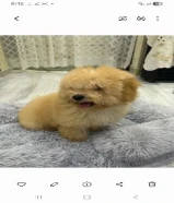 للبيع بيور ذكرين توي بودل