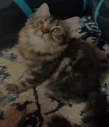 سكوتش ستريت للبيع