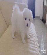 Japanese spitz puppy