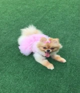 مفقود كلب صغير في مبارك الكبير