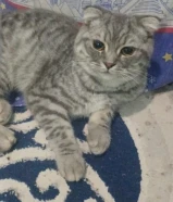 قطو استكلندى