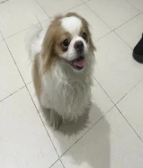 كلب شيتزو لطيف للبيع بسعر رمزي