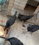 دجاج إندونيسي دم صافي 100٪