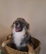 ذكر عمره 11 شهر مكس بومسكي و جابانيز سبتز