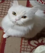 قطه للتبني هادئه جدا